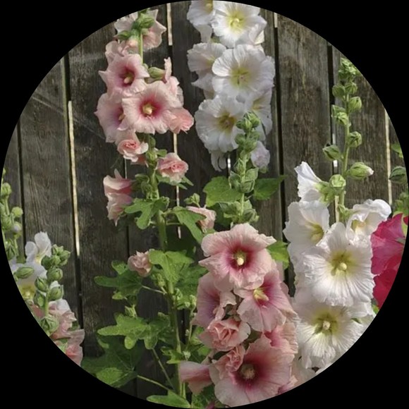 hollyhock21